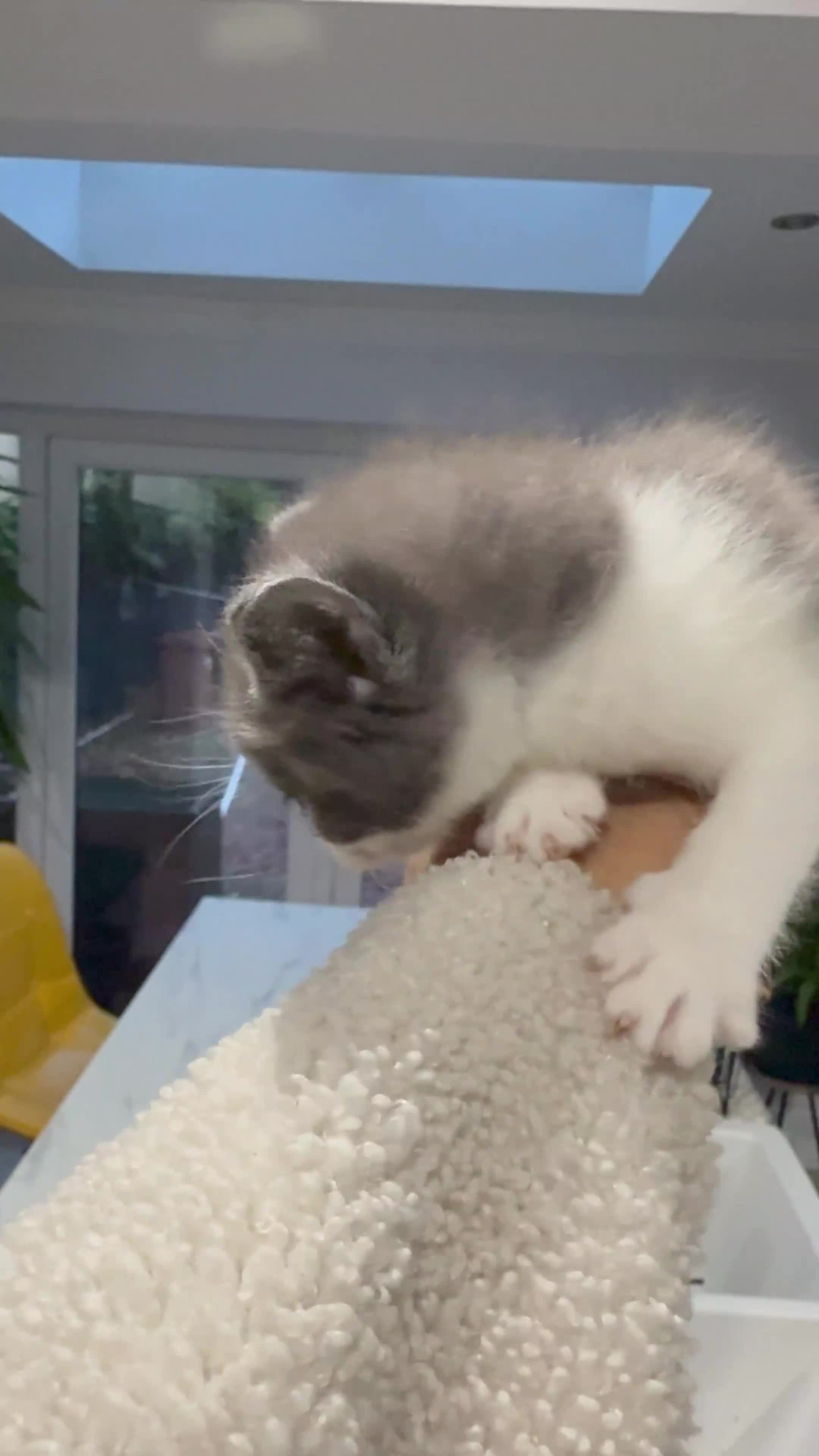 Ragdoll cats for sale: Ragdoll x for sale  - Video 1