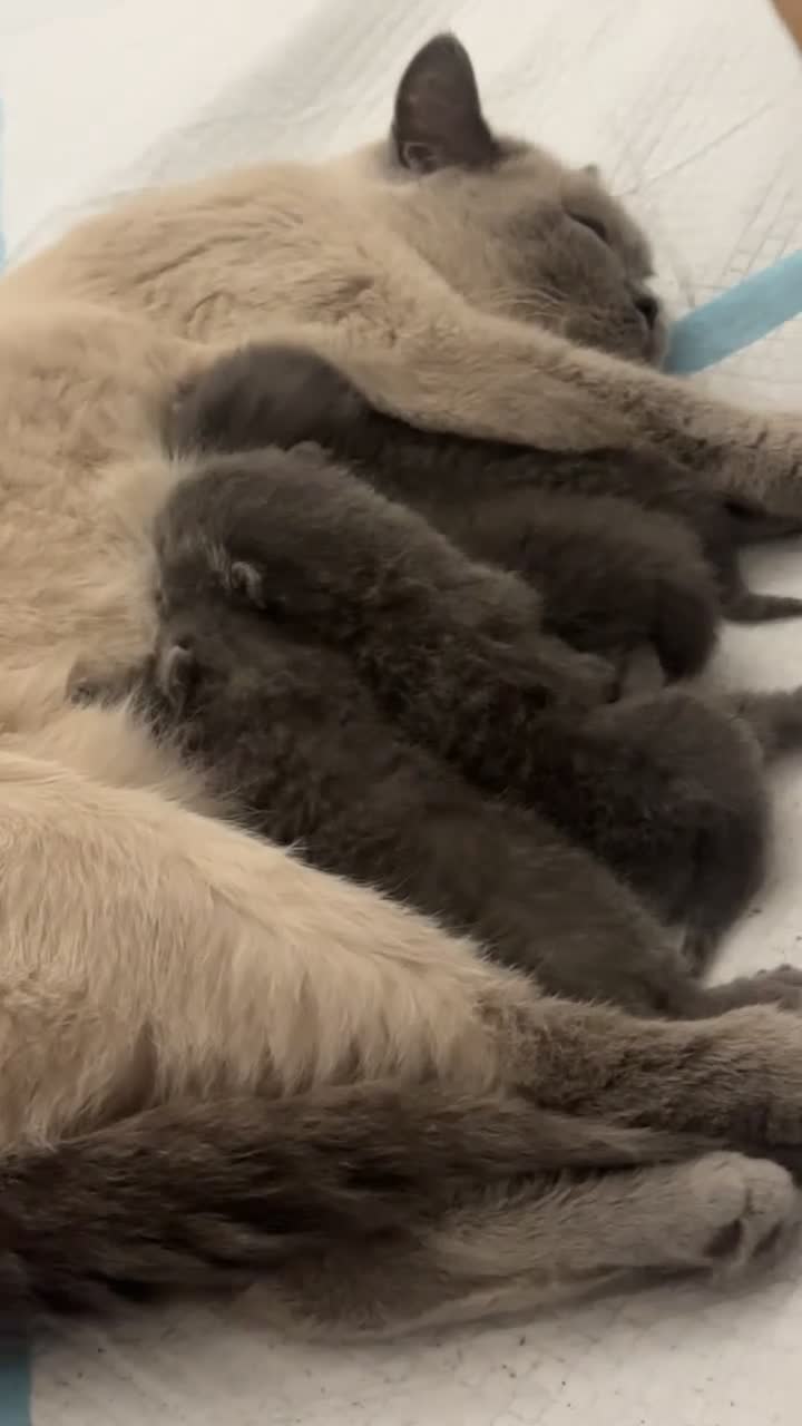 British Shorthair cats for sale: BRITISH SHORTHAIR KITTENS FOR SALE  - Video 1
