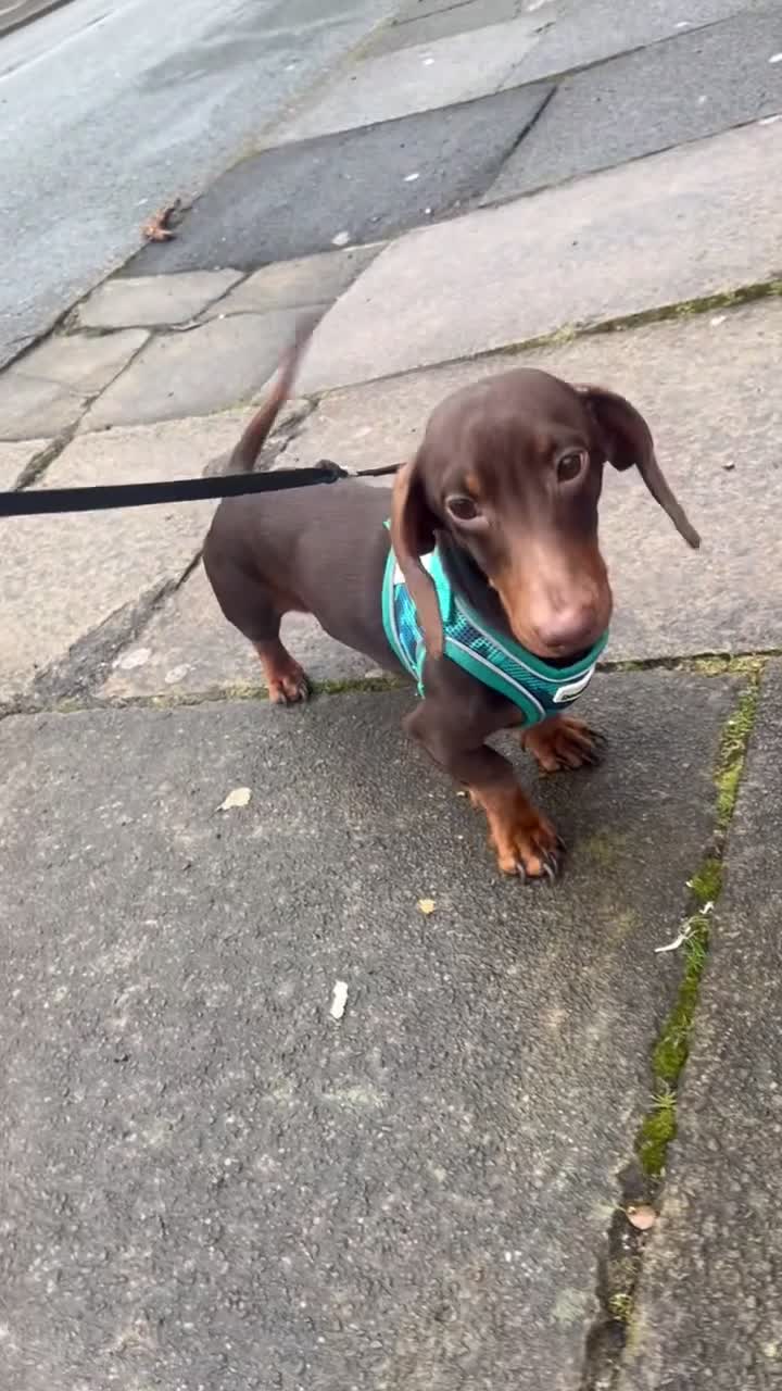 Dachshund dogs for sale: Male dachshund (Valentino) - Video 4