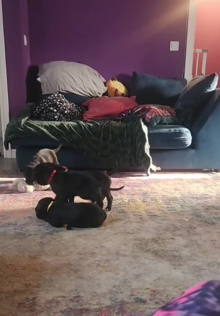 Cane Corso dogs for sale: 💜 gorgeous cane corsos puppies 💜ready in 3 weeks - Video 1