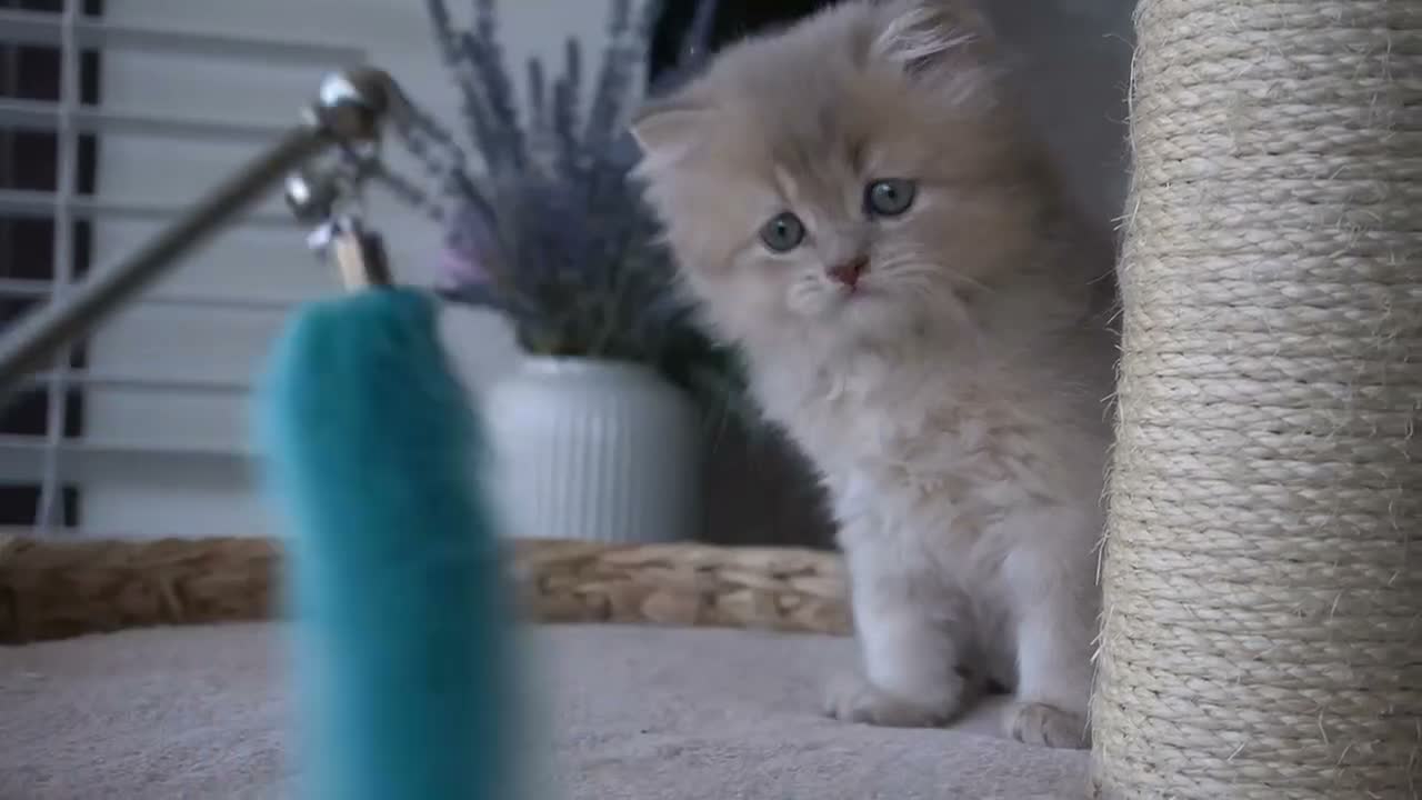 Munchkin cats for sale: Beautiful munchkin kittens - Video 1