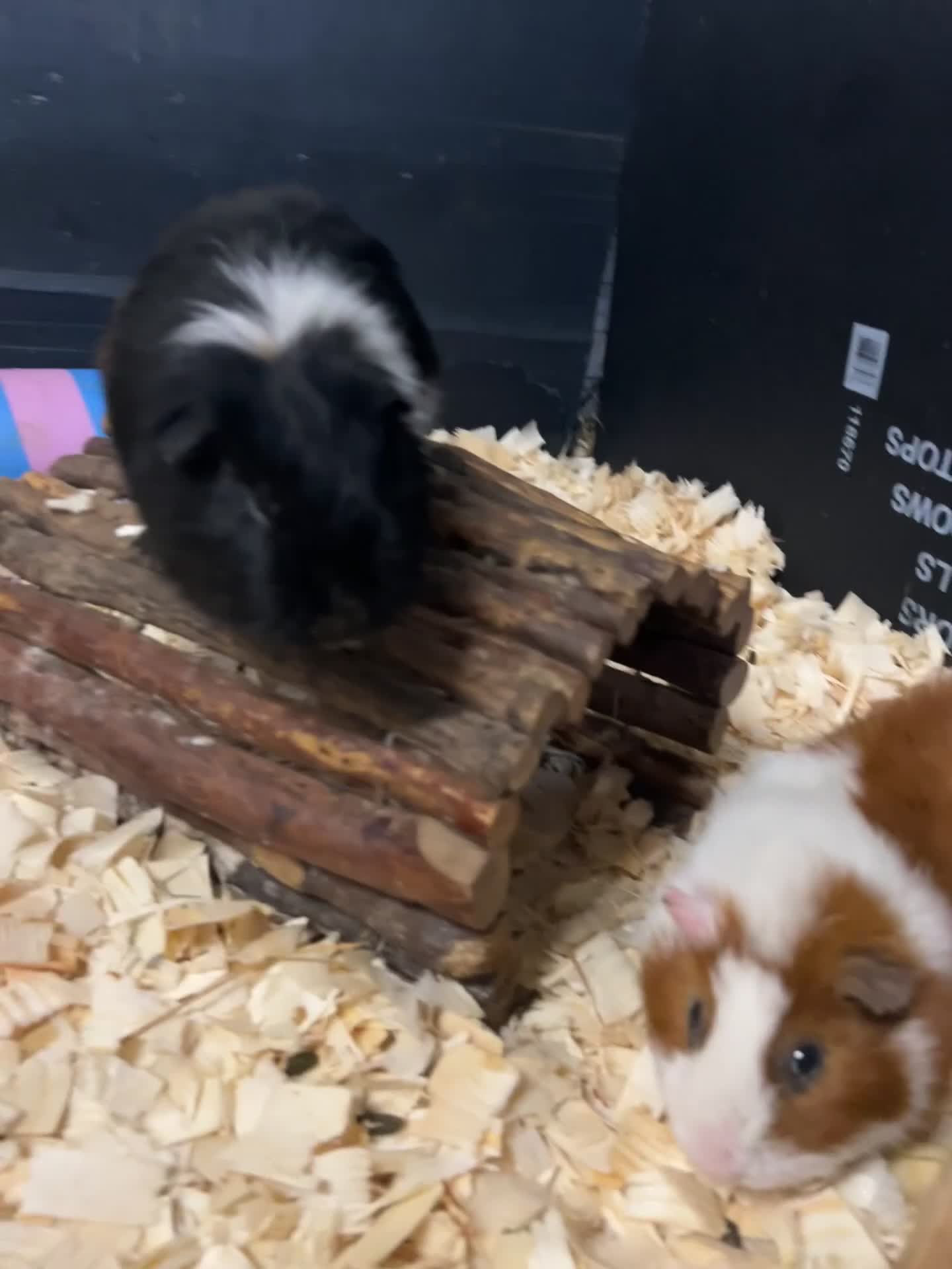 Guinea Pig rodents for sale: Jett & Fox- beautiful pair of bonded boys  - Video 1