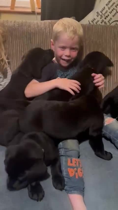 Labrador Retriever dogs for sale: Chunky show type Black Ladrador Puppies - Video 1
