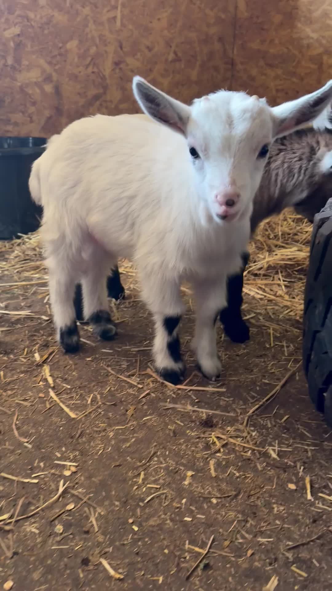 Goats livestock for sale: Pygmy billy goat kid  in Huntingdon - Video 1