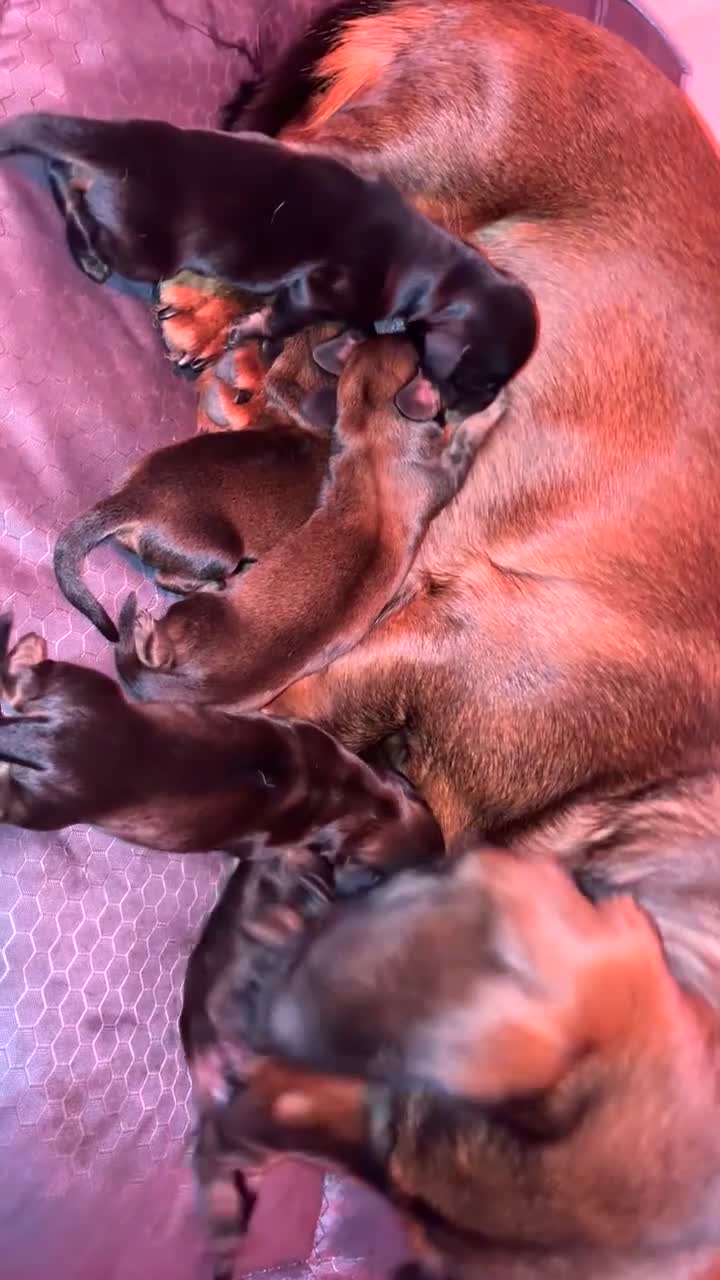 Dachshund dogs for sale: Standard Dachshund Puppies - Video 2