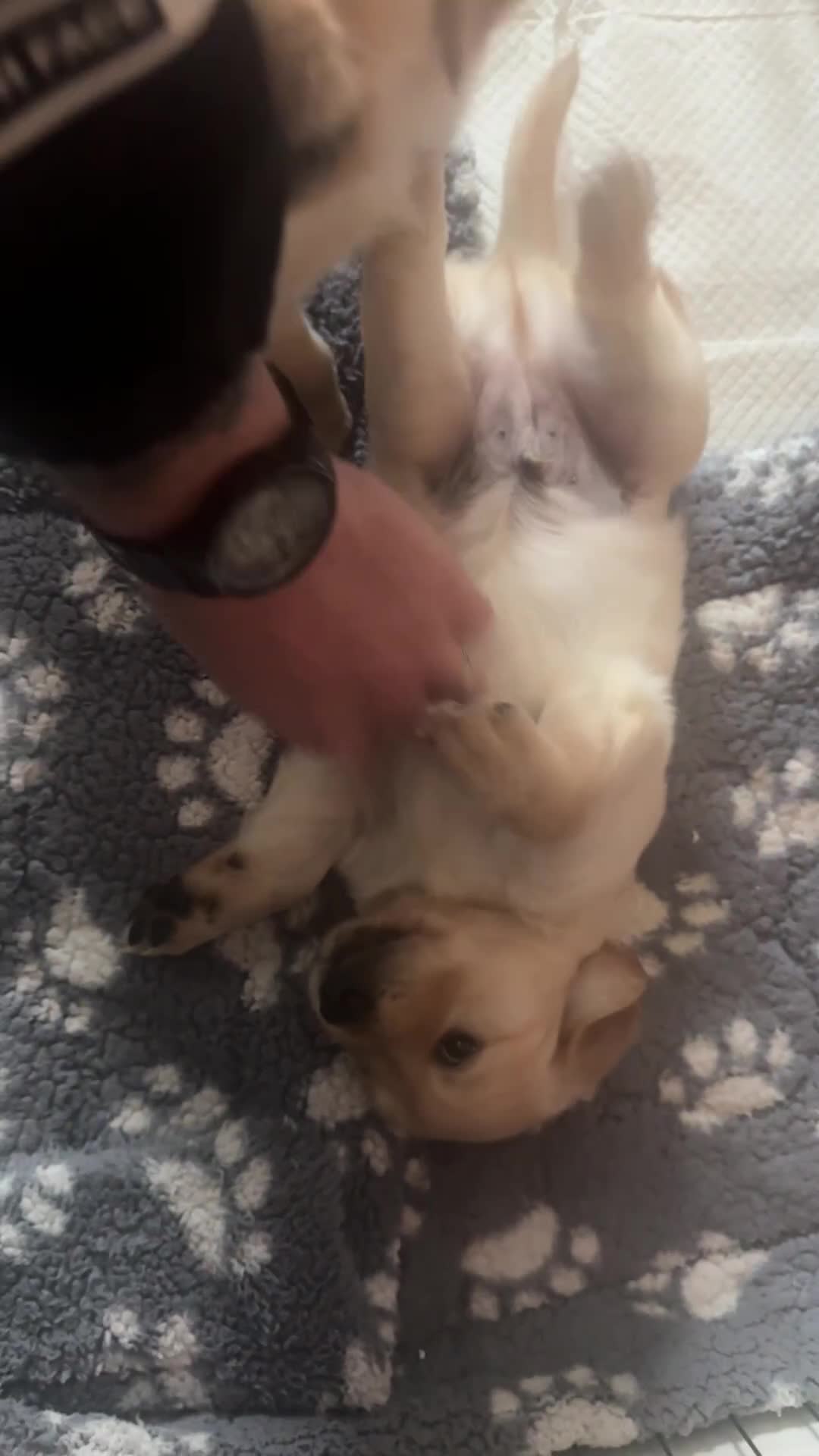 Golden Retriever dogs for sale: 🏡 2 Beautiful Male Golden Retriever Puppies - Video 1