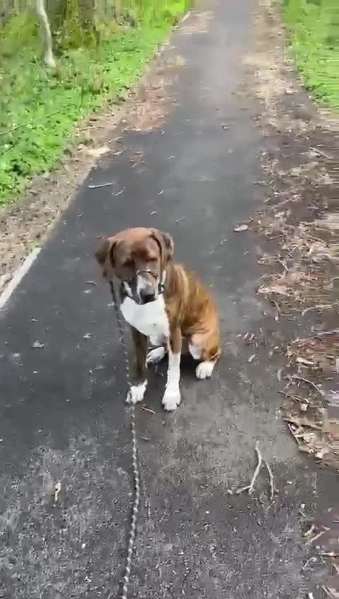 Mixed Breed dogs for adoption: Billy is ready for his forever  - Video 1