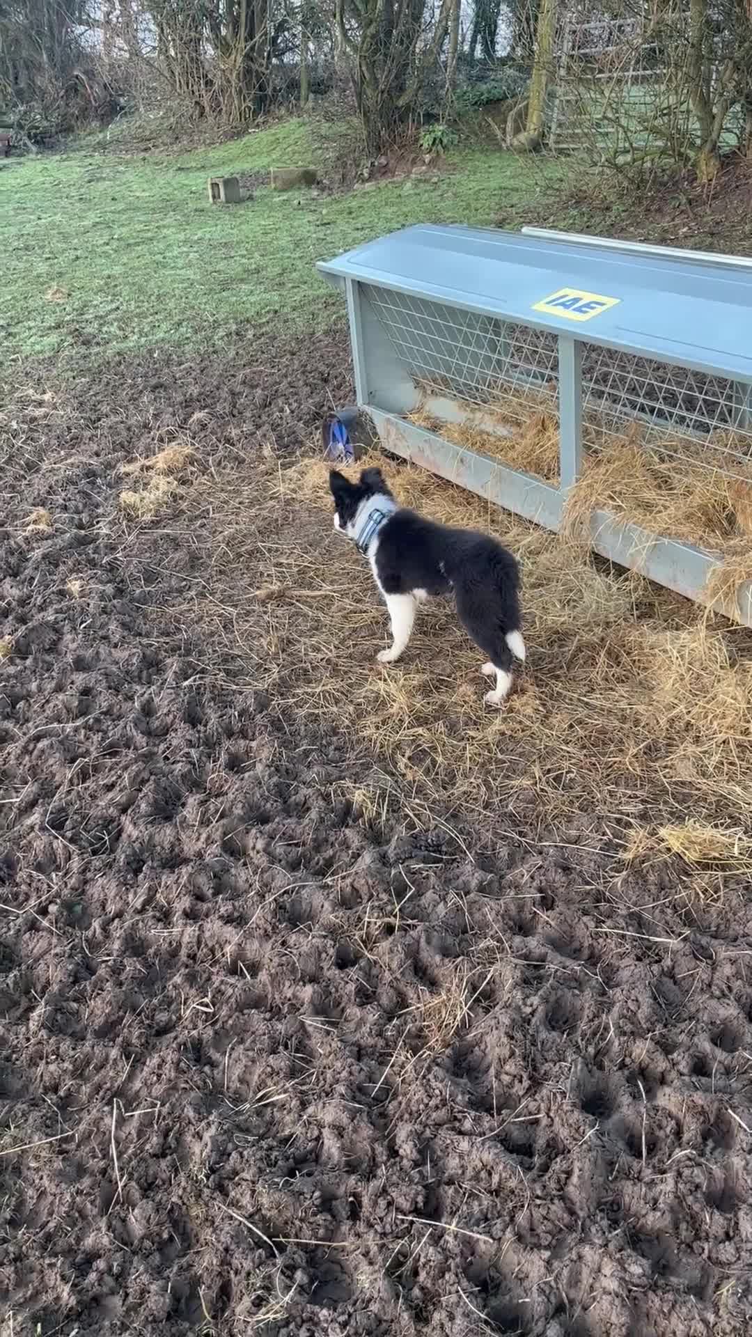 Border Collie dogs for sale: 18month ISDS Reg B&W Collie, looking for a job - Video 1