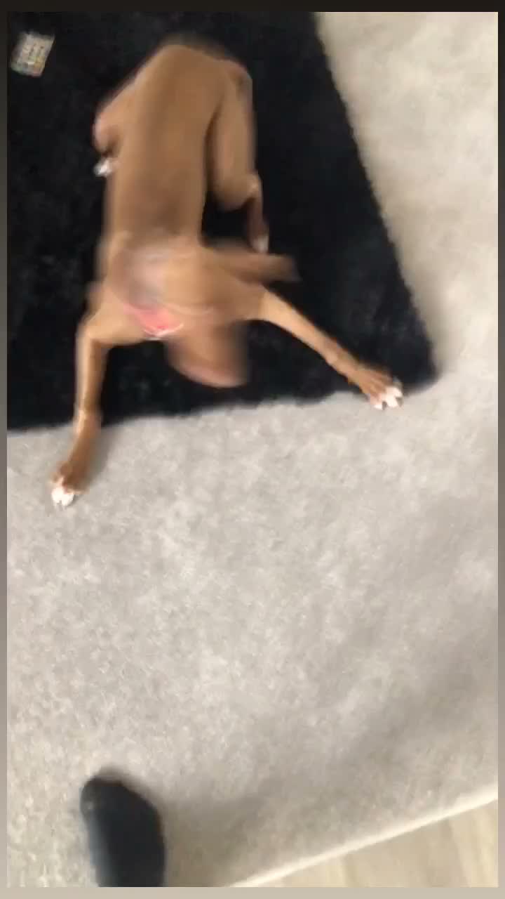 Mixed Breed dogs for sale: Tina needs rehoming ASAP - Video 1