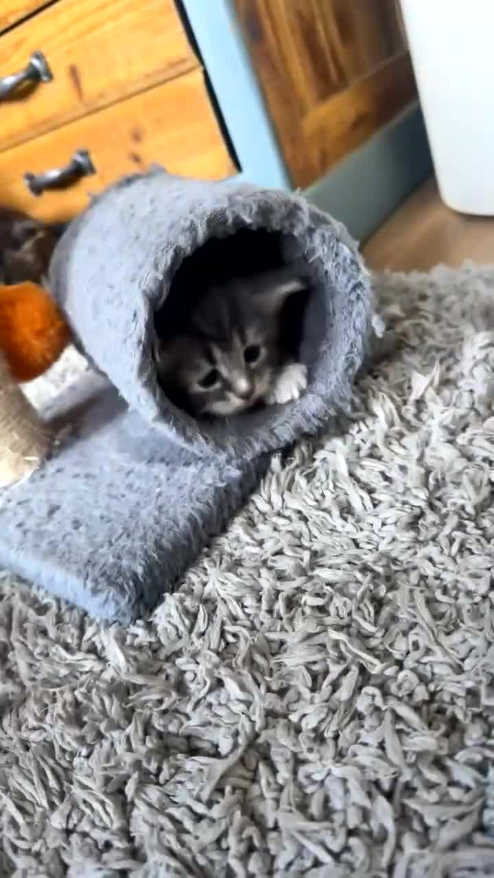 Domestic Shorthair cats for sale: 4 gorgeous kittens for sale - Video 1