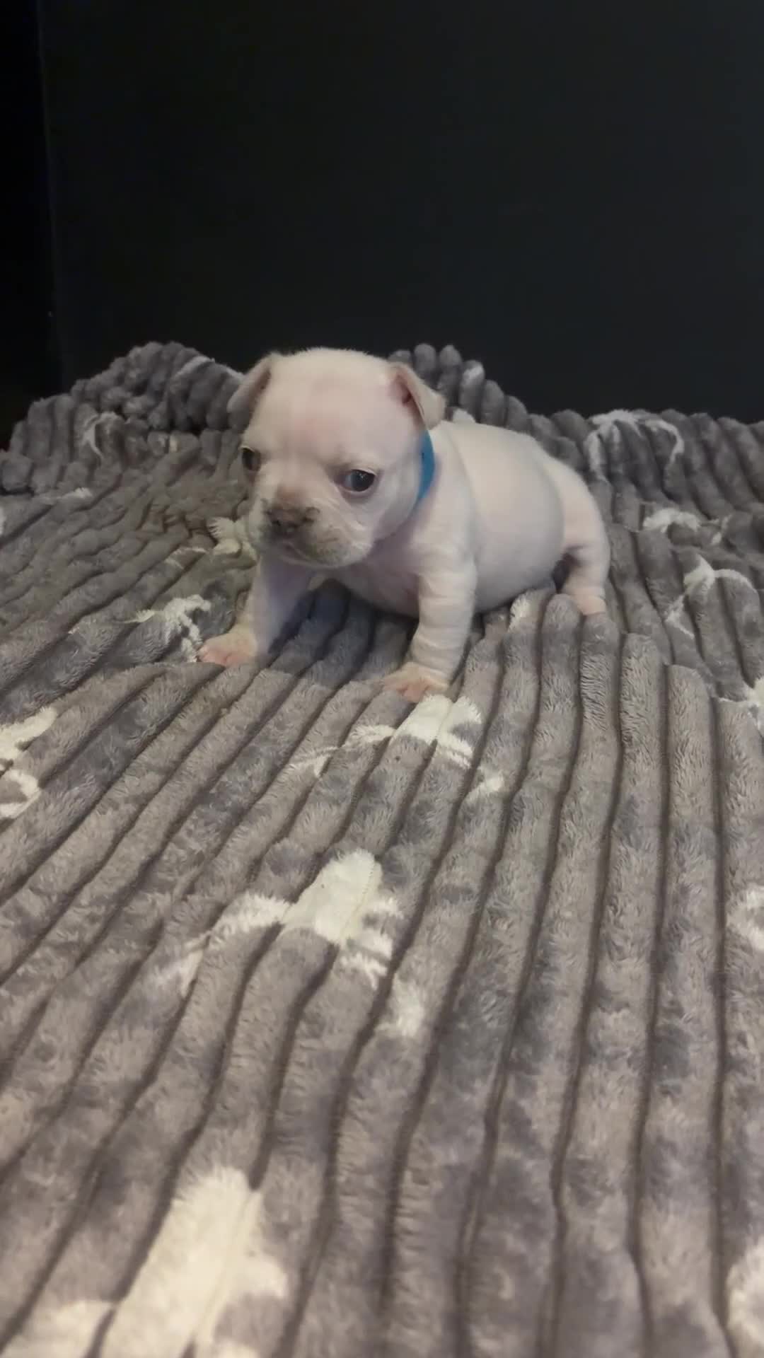 French Bulldog dogs for sale:  KC Registered Platinum French Bulldog Puppy🐾 in Dunstable - Video 1
