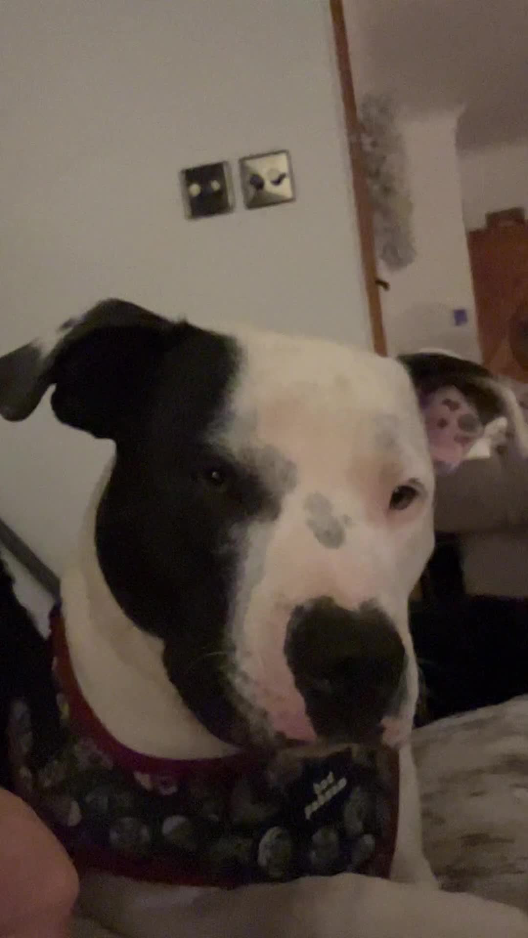 Staffordshire Bull Terrier dogs for sale: Staffie for sale - Video 1
