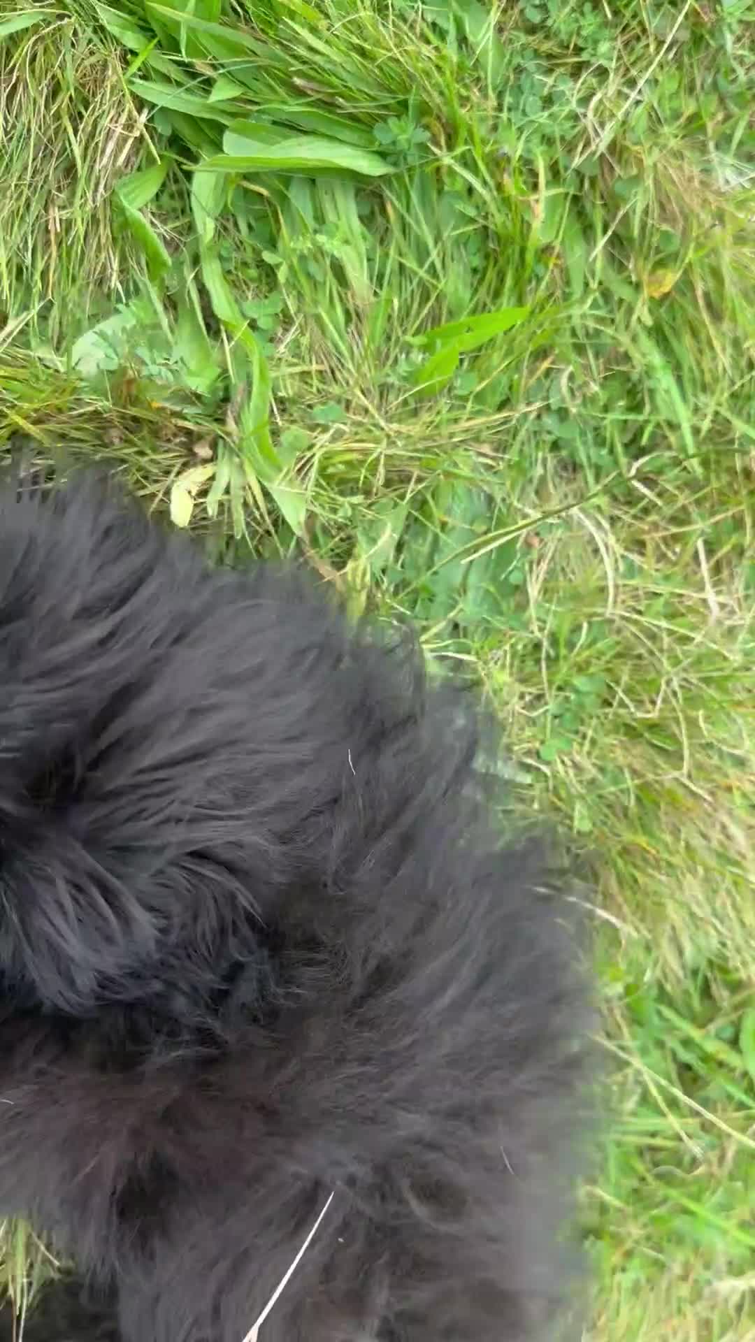 Pomapoo dogs for sale: Stunning pomapoo - Video 1