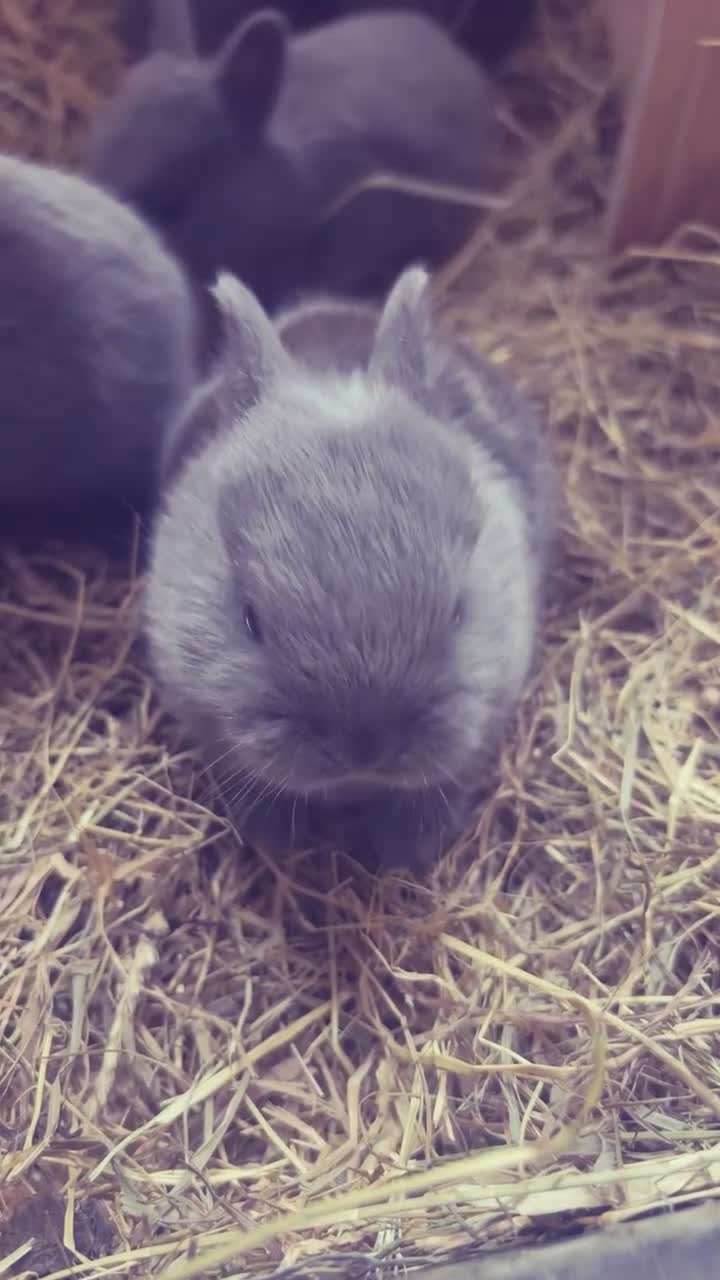 Netherland Dwarf rabbits for sale:  Gorgeous Pure bred netherland dwarf rabbits - Video 1