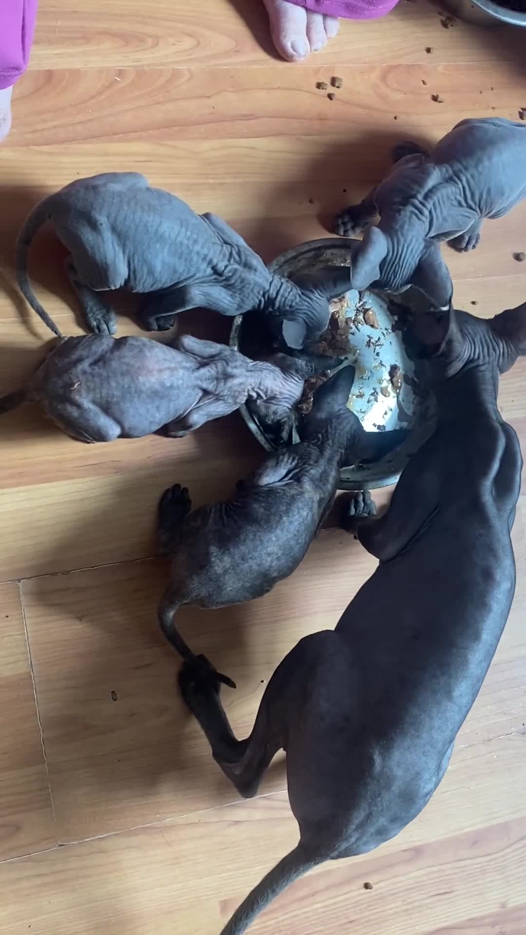 Sphynx cats for sale: Beautiful coloured kittens Spinx   - Video 3