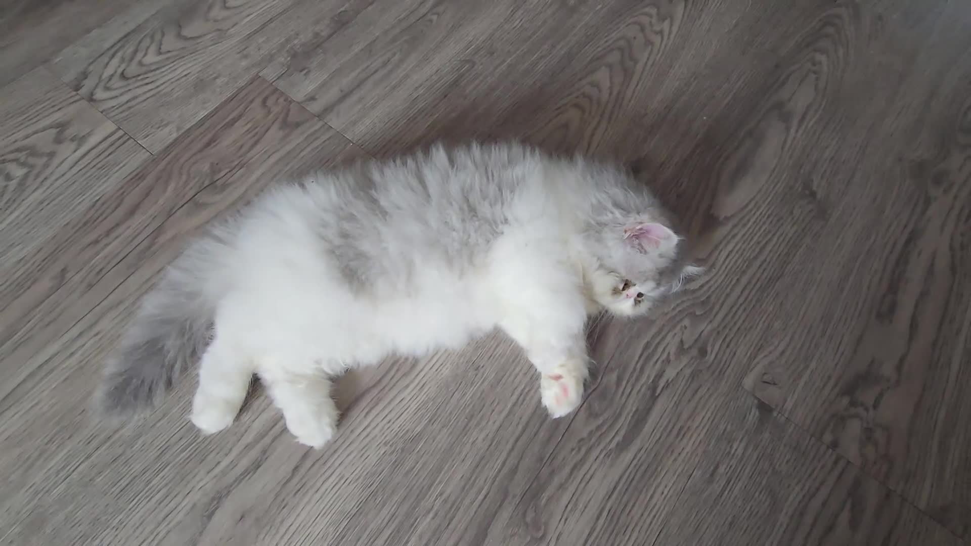 Persian cats for sale: Persian Kittens Extreme Punch Face – Bi-Color GCCF - Video 2