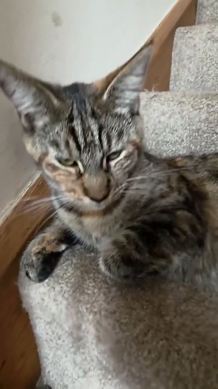 Mixed Breed cats for sale: Female cat for sale  - Video 1