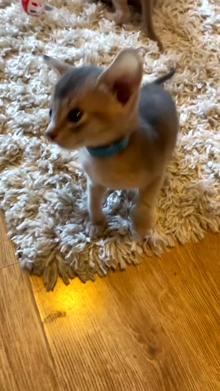 Abyssinian cats for sale: Abyssinian Kittens 🐾 - Video 3