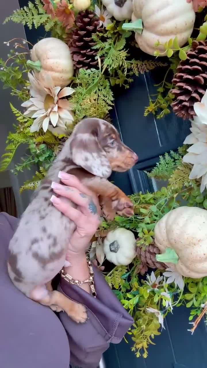 Miniature Dachshund dogs for sale: Beautiful Kc Reg miniature dachshunds  - Video 1
