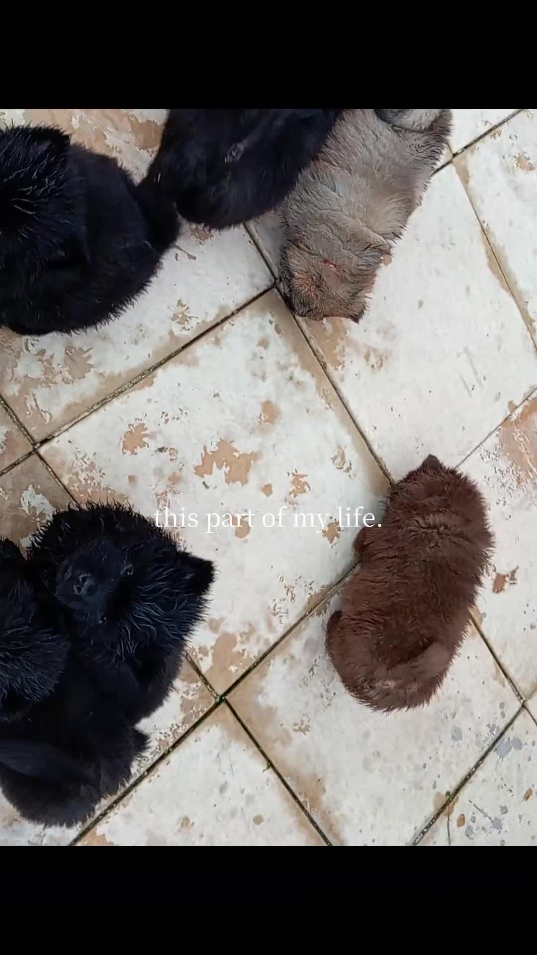 Chow Chow dogs for sale: 🐻❤️ Last chow chow boy left❤️🐻  - Video 1