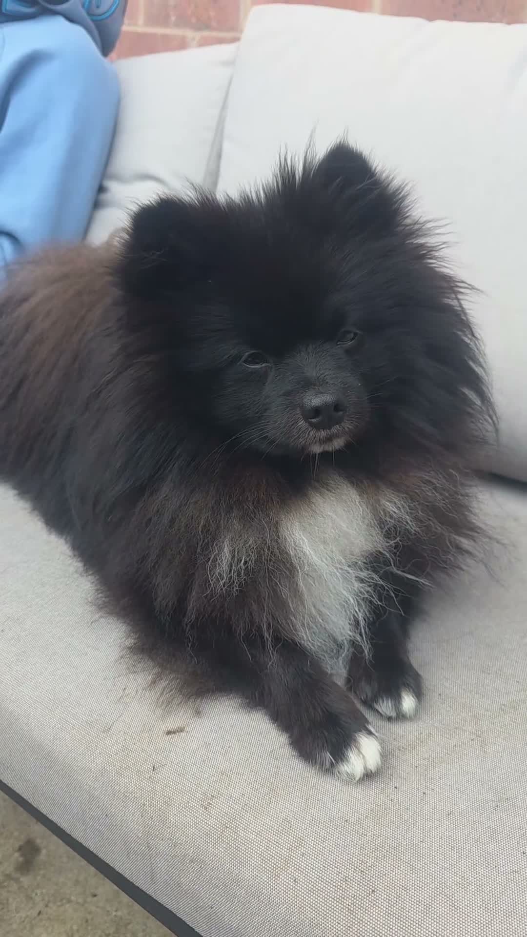 Pomeranian dogs for sale: Beautiful pomaranian male  in Scunthorpe - Video 1