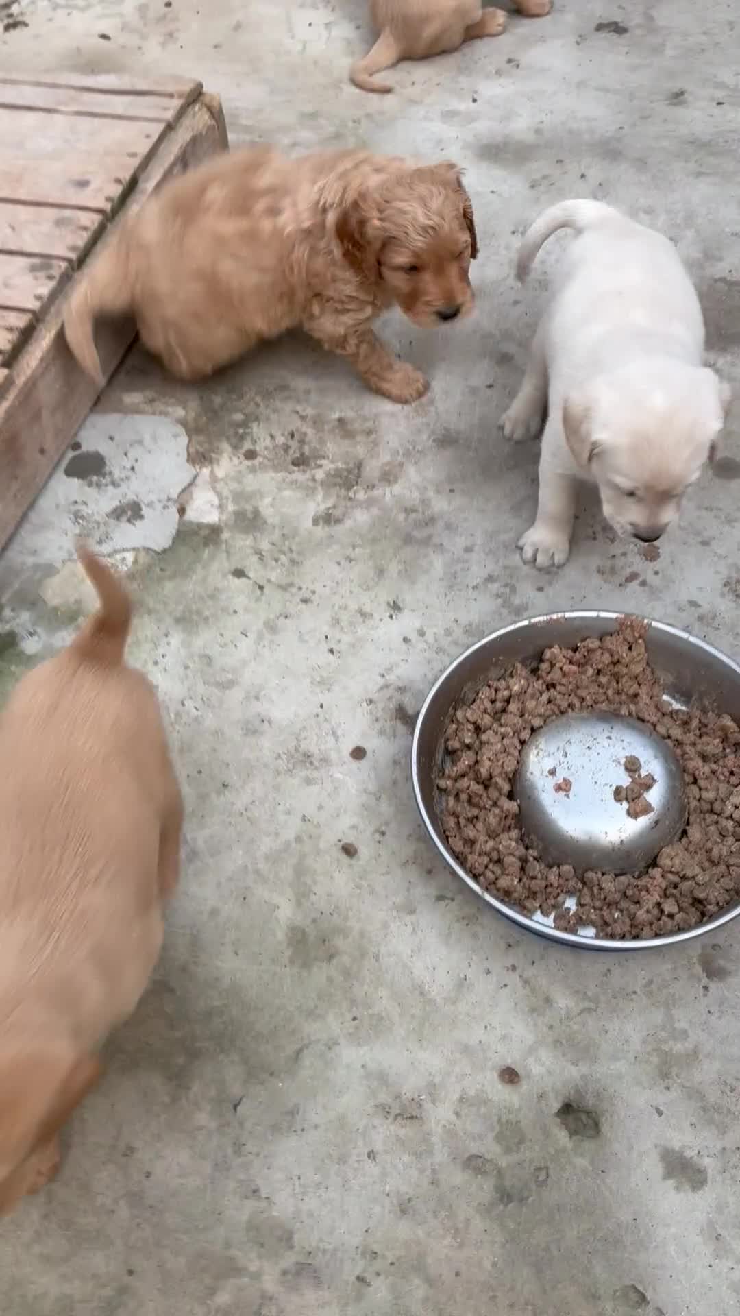 Mixed Breed dogs for sale: Labradoodles  - Video 1