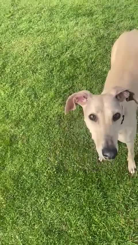 Mixed Breed dogs for adoption: 🐾💛Gentle BELLA – Learning to Feel Safe Again💛🐾 - Video 2