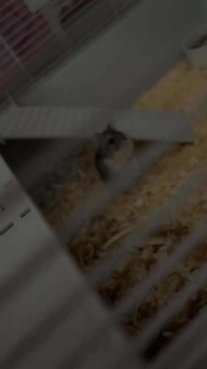 Hamster rodents for sale: Dwarf hamster for sale  - Video 1