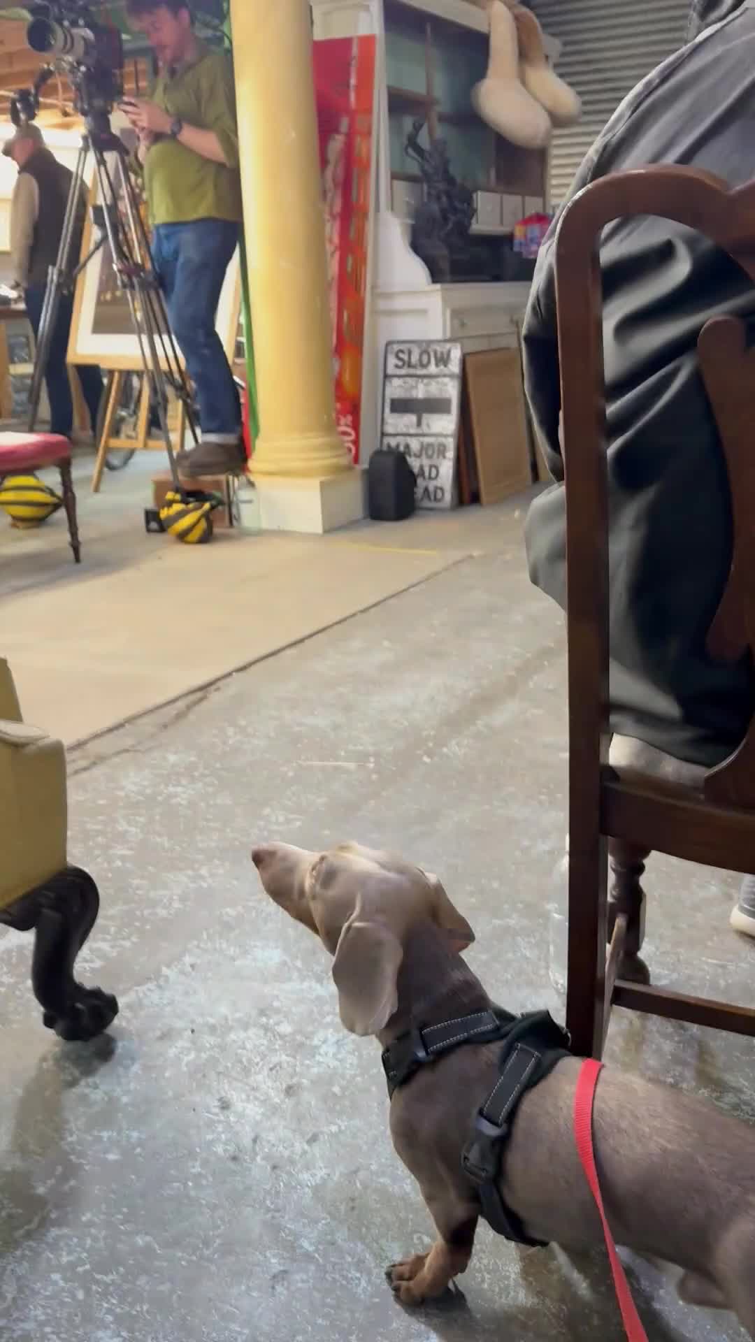 Dachshund dogs for stud: Dash hound - Video 2