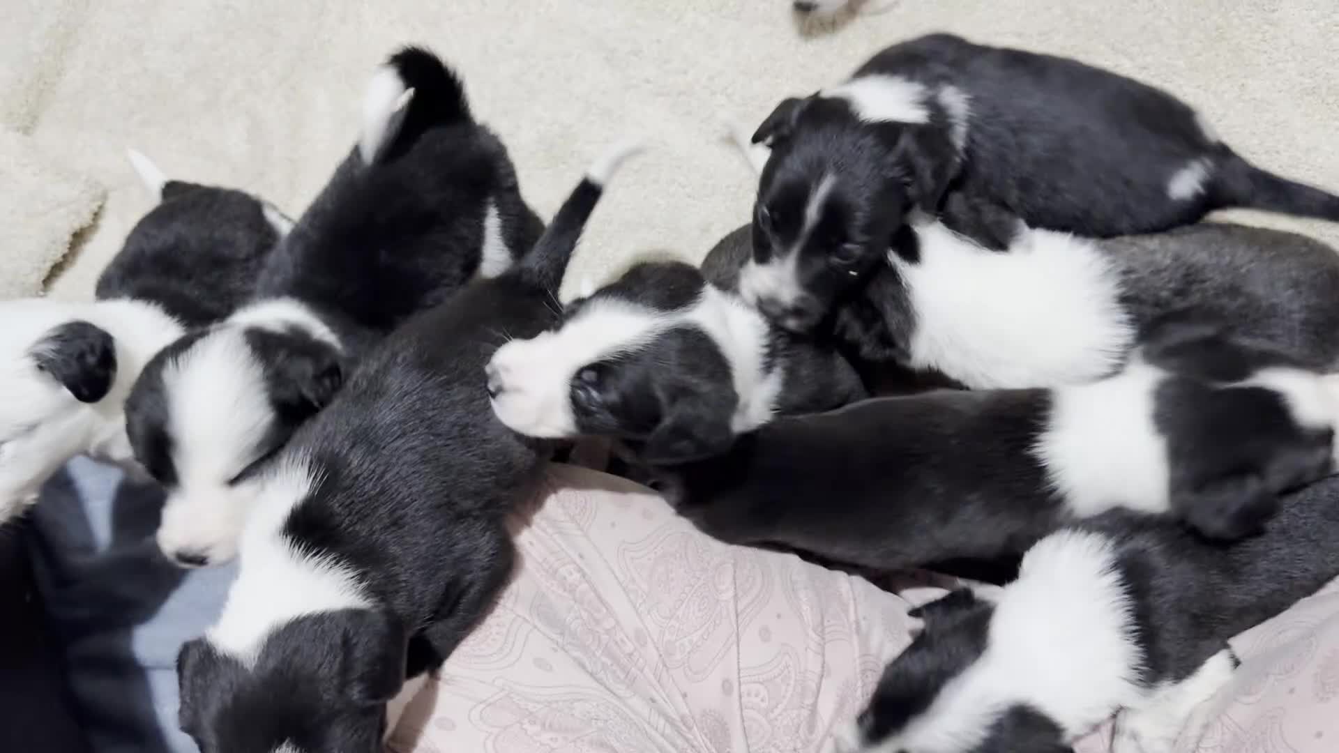 Mixed Breed dogs for sale: 🐾✨ TWO Border Collie x Blue Heeler Pups left ✨🐾 - Video 4