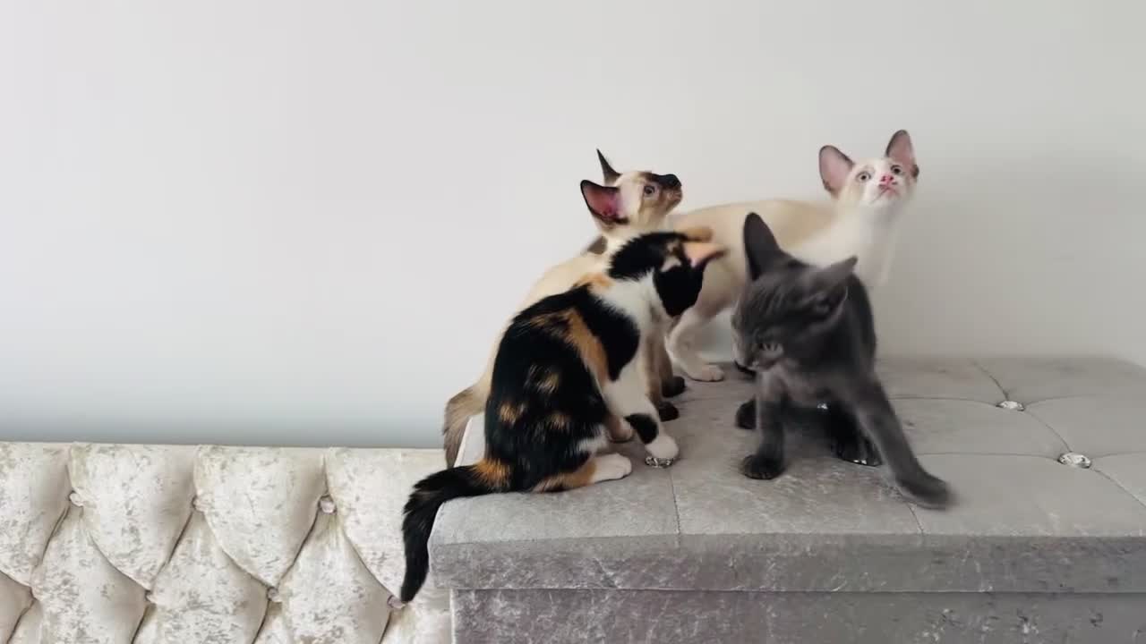 Cornish Rex cats for sale: 🐾 last Girl Left – BSH x Cornish Rex Kitten 🐾 in London - Video 5