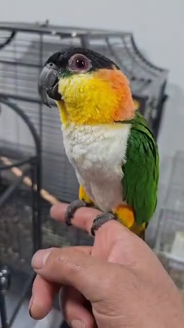 Parrots birds for sale: Caique parrots male and female  - Video 4