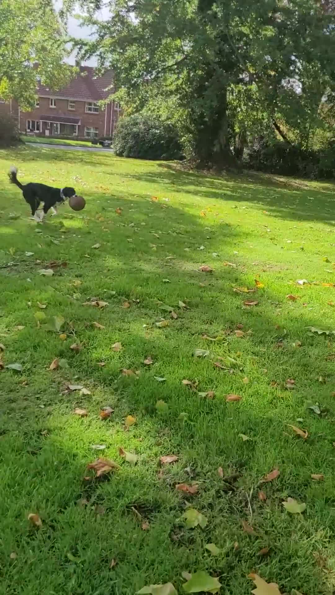Mixed Breed dogs for sale: 16 month old border collie cocker spaniel  - Video 1