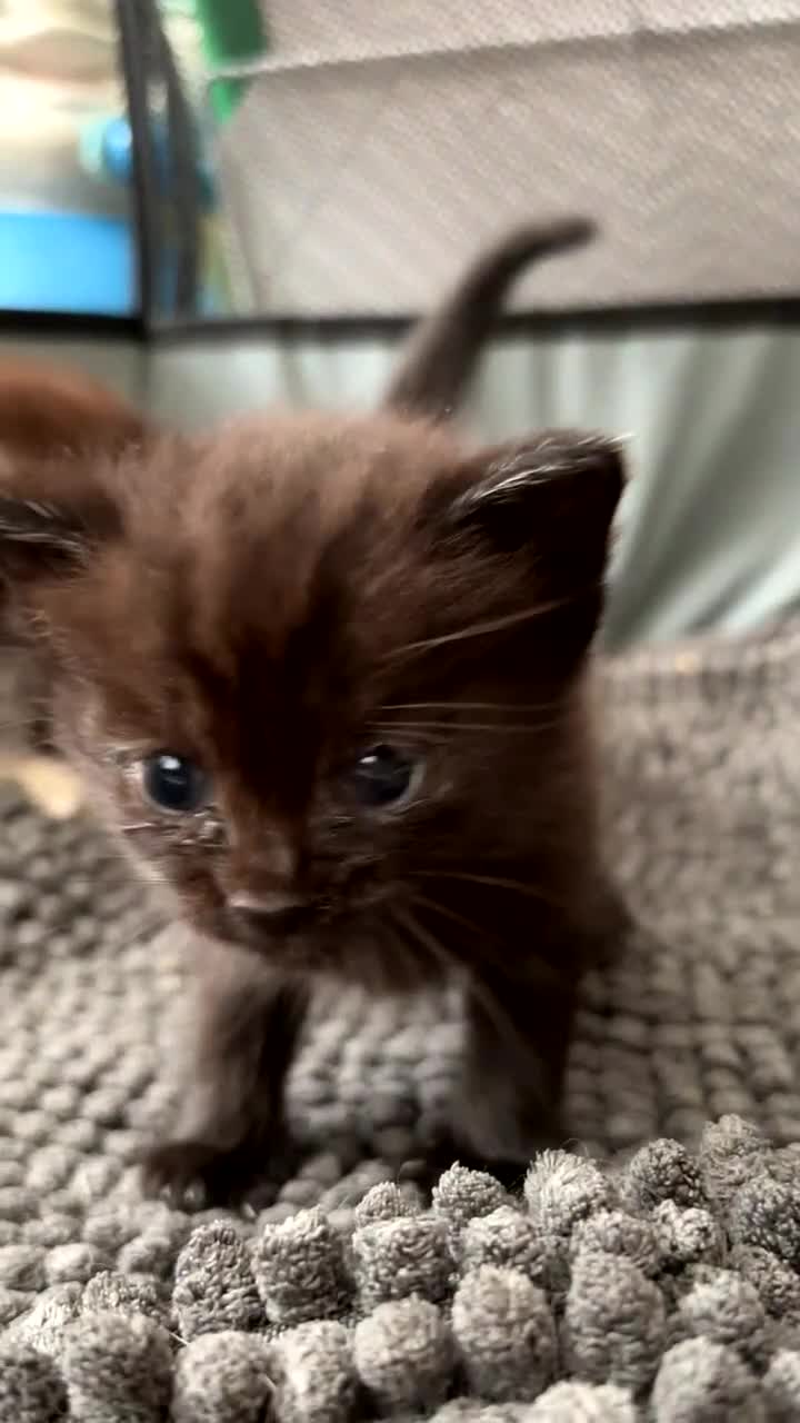 Mixed Breed cats for sale: Bengal x nebelung  - Video 1