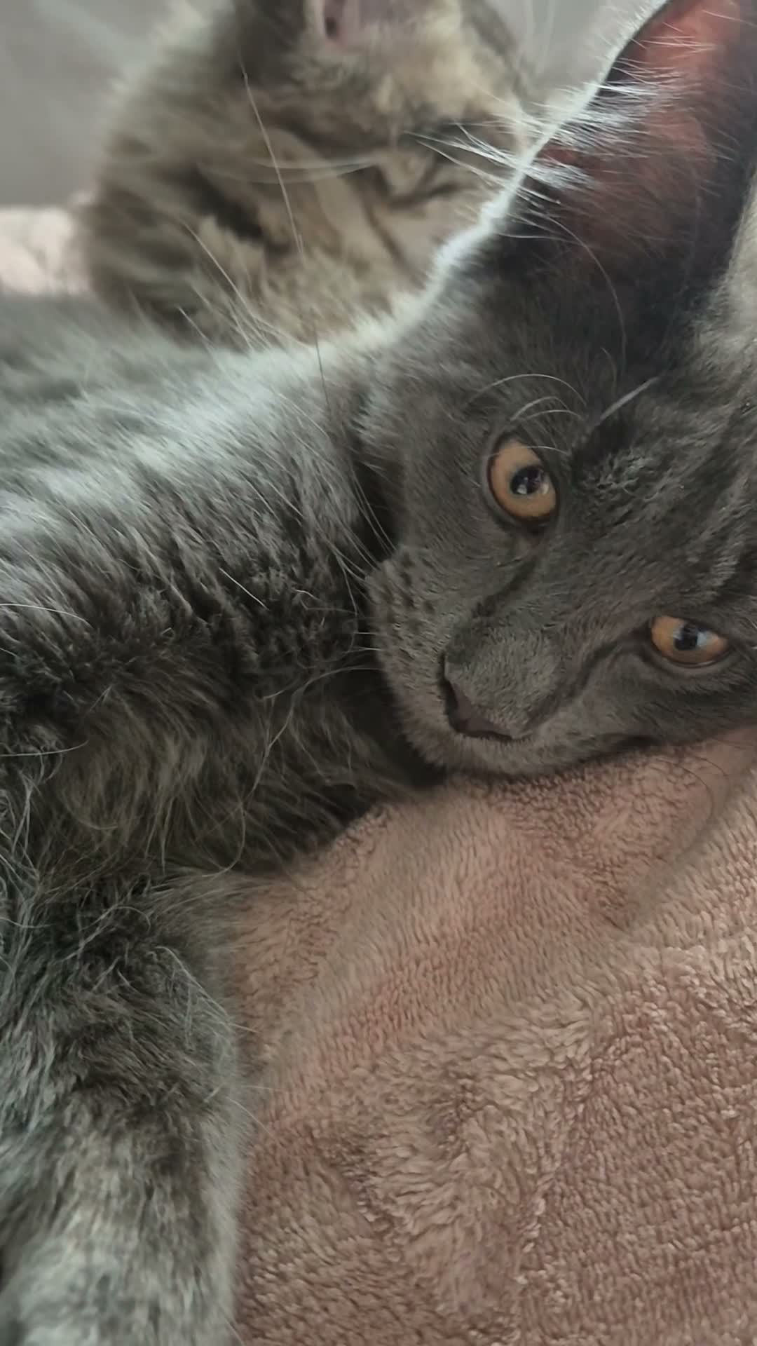 Maine Coon cats for sale: Paradaiseforyou Maine Coon Boys AVAILABLE (Large) - Video 1