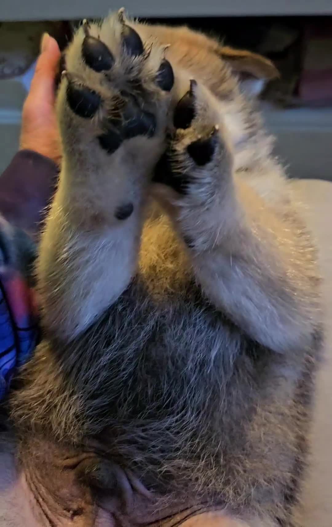 Mixed Breed dogs for sale: Chowsky puppies ready to go chow x siberian husky - Video 1