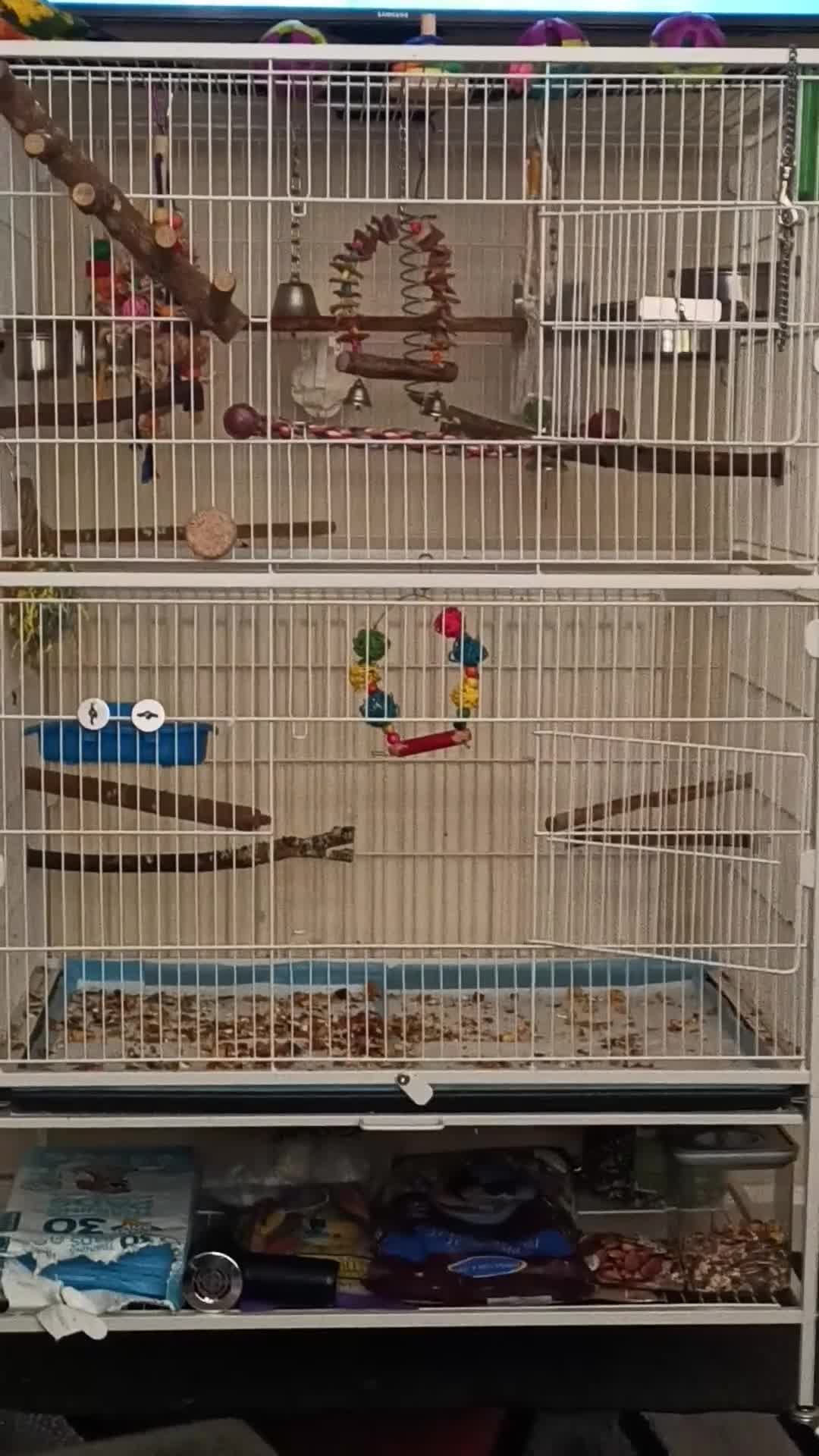 Conures birds for sale: Sun Conure in Burnley - Video 1