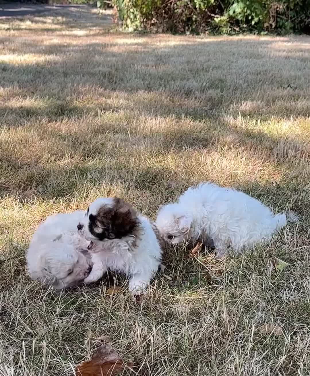 Pomapoo dogs for sale: *Ready to leave Pomapoo last boy * - Video 3