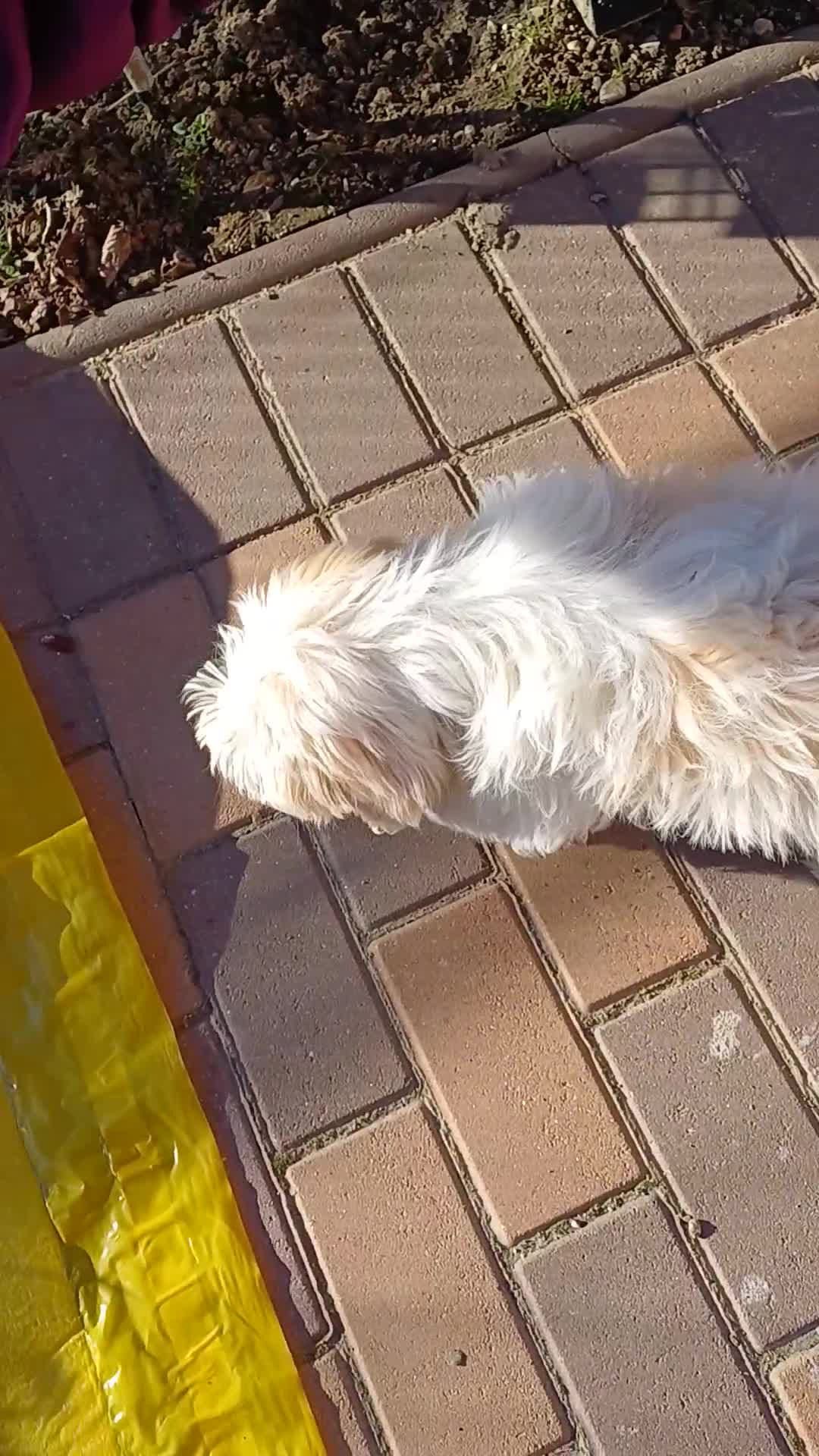 Mixed Breed dogs for adoption: Meet VICTOR - a superb big boy, for a Loving Home - Video 1