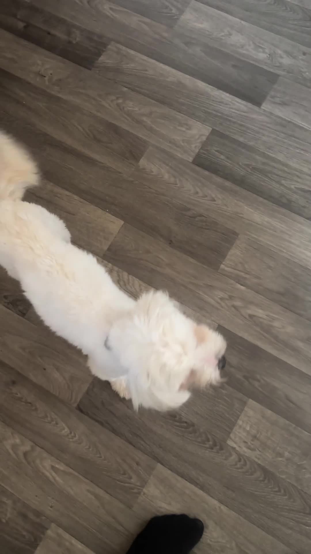 Bichon Frise dogs for sale: Lovely bichon frise girl - Video 1