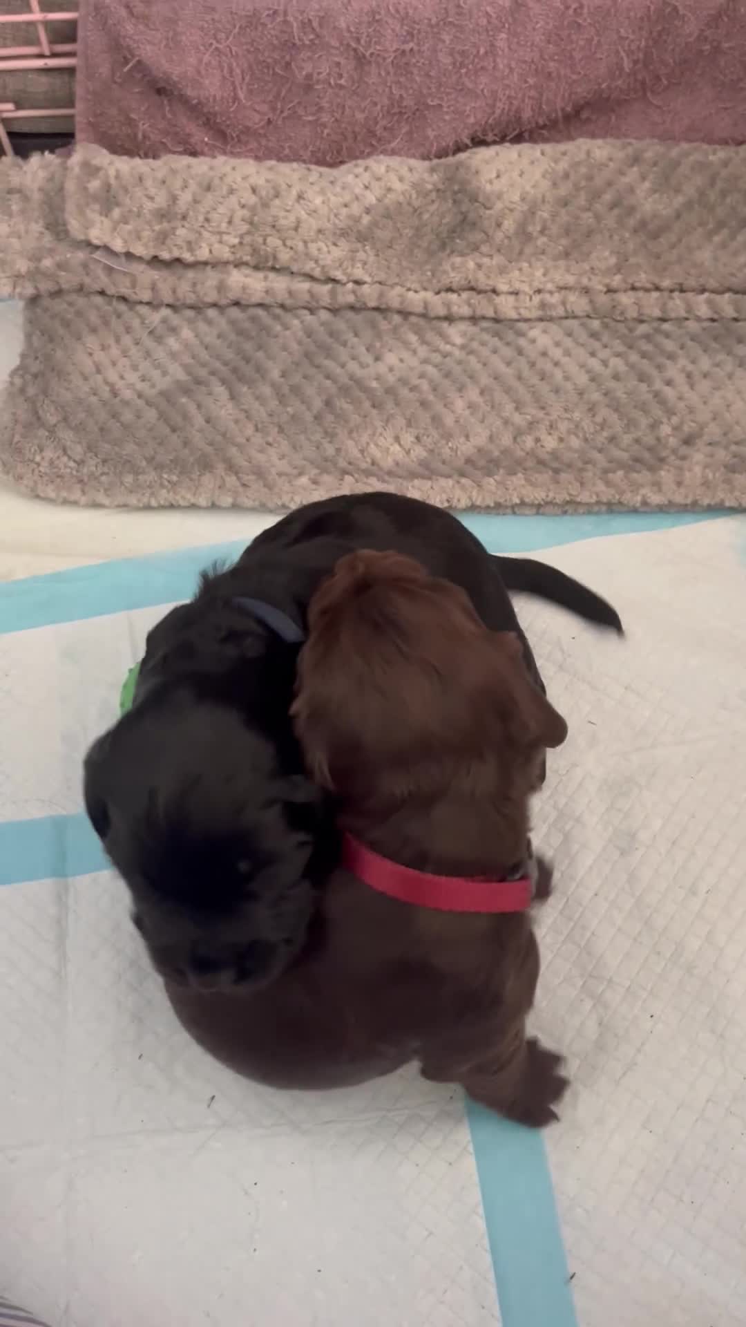 Cocker Spaniel dogs for sale: ‼️ONE GIRL LEFT‼️Working cocker spaniel puppies🐾 - Video 1