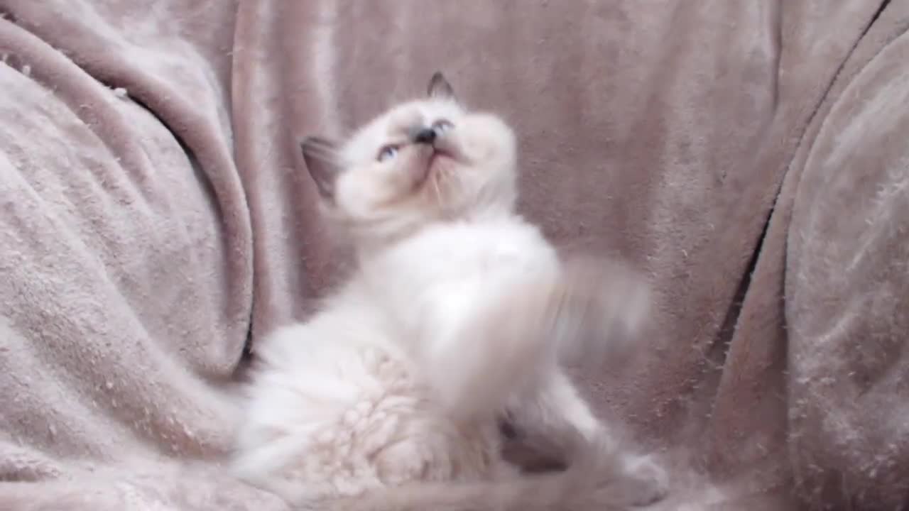 Ragdoll cats for sale: GCCF PET/ACTIVE KITTENS CHAMPION IMP BLOODLINES - Video 3