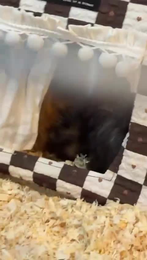 Guinea Pig rodents for sale: Beautiful baby brother guinea pigs  in Dartford - Video 1