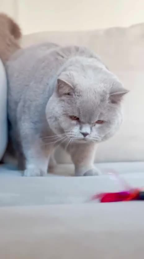 British Shorthair cats for sale: Super Chonky lilac boy  - Video 2