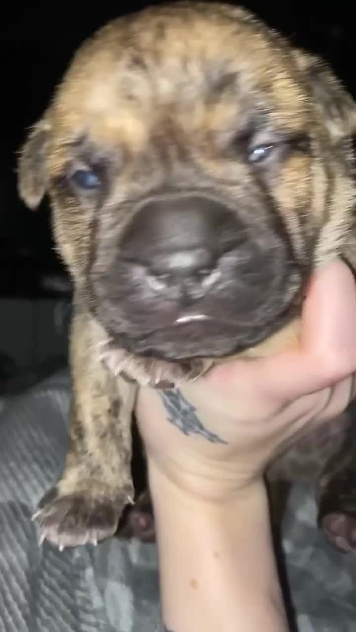 Mixed Breed dogs for sale: sharpei cross staffy puppy  - Video 1