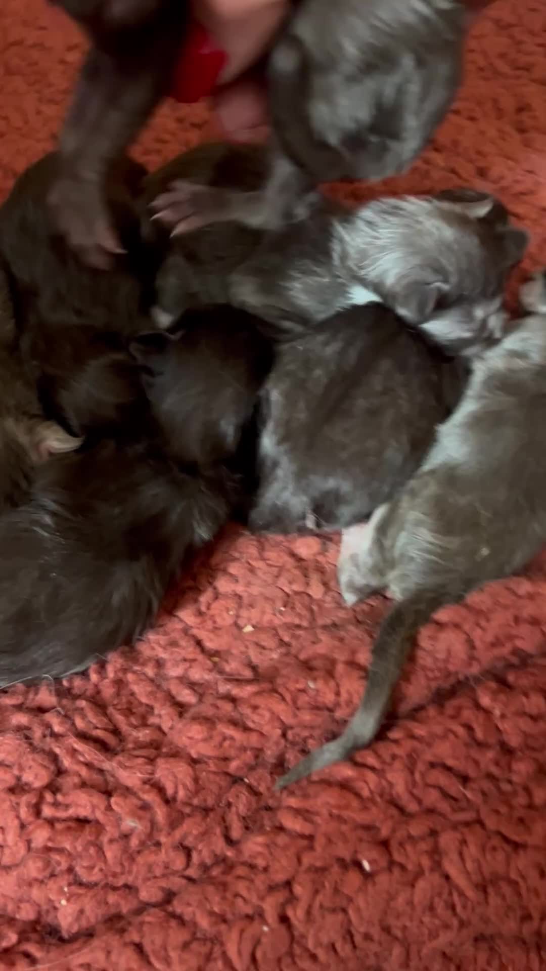 Maine Coon cats for sale: Beautiful mainecoon kits  - Video 2