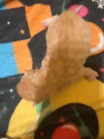 Maine Coon cats for sale: Gorgeous Maine coone kittens  - Video 3