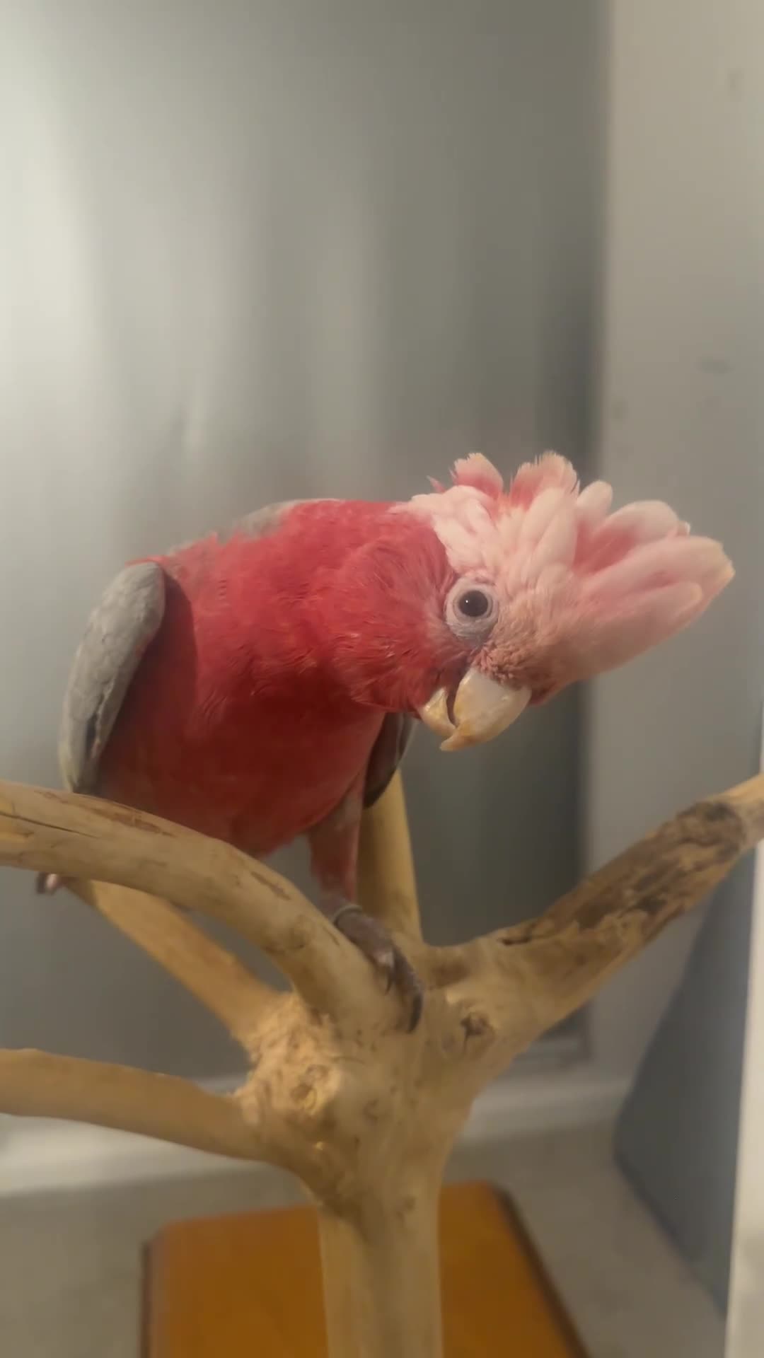 Cockatoo birds for sale: Ghala Cockatoo talking friendly parrot  - Video 1