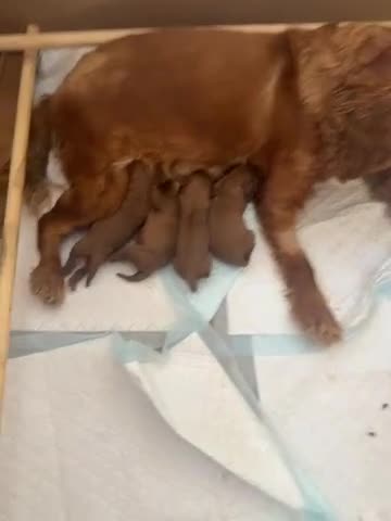 Cavalier King Charles Spaniel dogs for sale: Cavalier King Charles in Dover - Video 1
