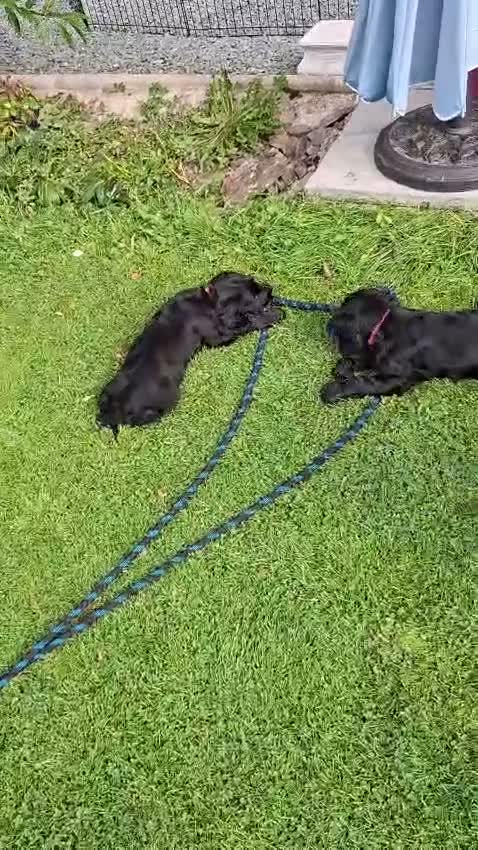 Cocker Spaniel dogs for sale: Cocker Spaniel puppies for sales - Video 1